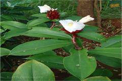 Costus speciosus